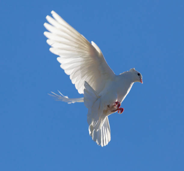 istock White dove in flight against a blue sky 826936226