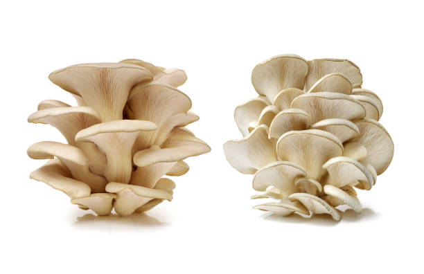 istock Oyster mushroom Isolated on white background 826936496