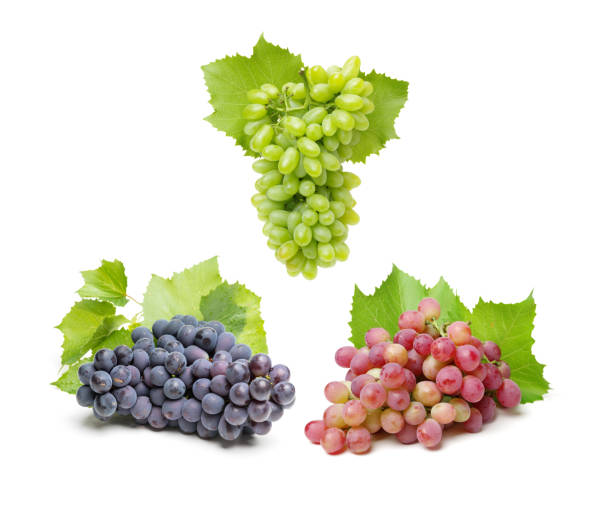 grapes  isolated on white background - grape green red purple imagens e fotografias de stock