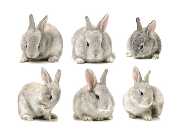 istock Baby Bunny   Isolated on white background 826939502