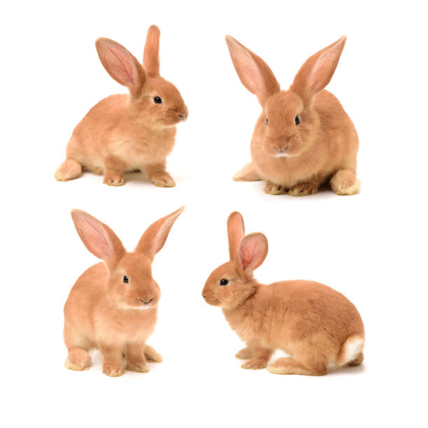 istock Baby Bunny   Isolated on white background 826939664
