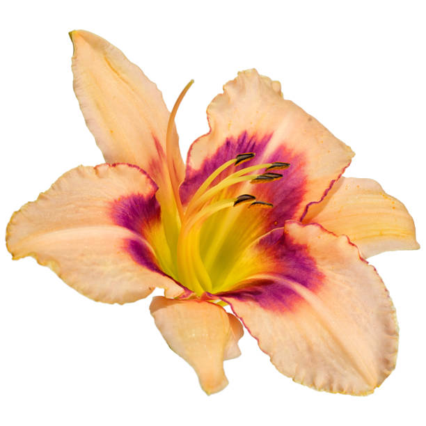istock day lily flower isolated on white background 826939808
