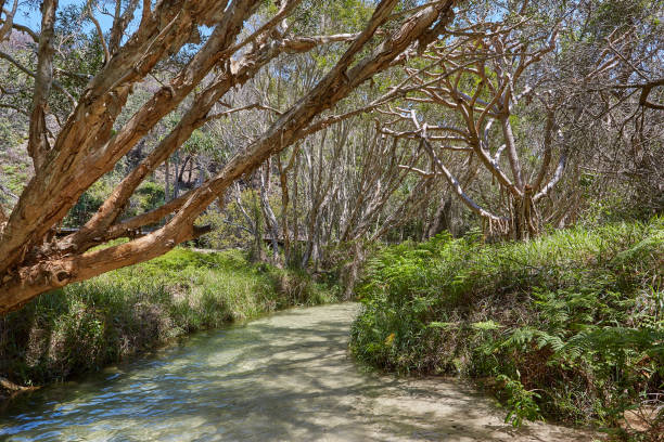 istock Eli creek fraser island unesco 826943822
