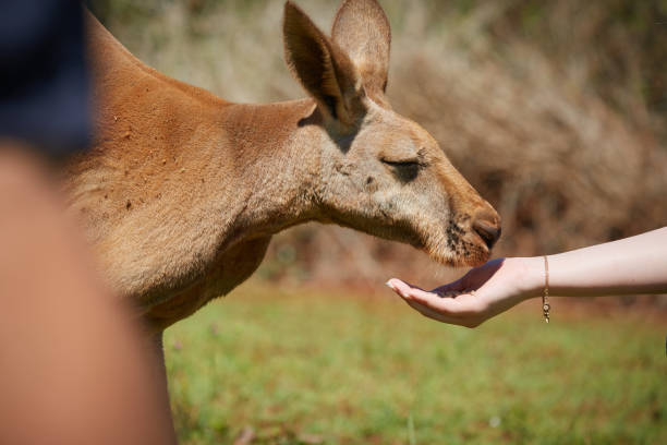 istock hand feeding kangaroo at a meadow with yellow flowers 826943846