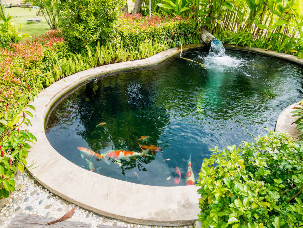 istock koi fish in koi pond in the garden 826946214
