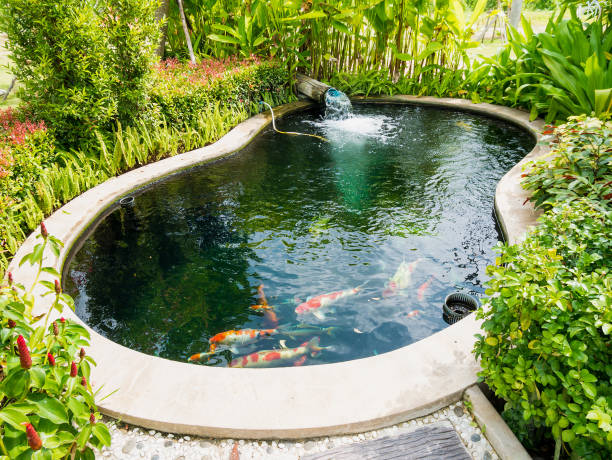 istock koi fish in koi pond in the garden 826946220