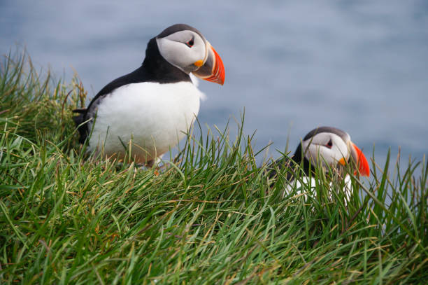 istock Atlantic Puffin in Latrabjarg cliffs, Iceland. 826946970