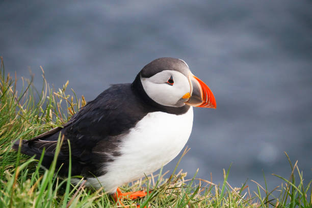 istock Atlantic Puffin in Latrabjarg cliffs, Iceland. 826946978