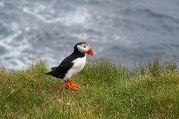 istock Atlantic Puffin in Latrabjarg cliffs, Iceland. 826947000