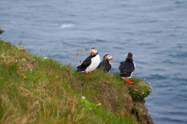istock Atlantic Puffin in Latrabjarg cliffs, Iceland. 826947002