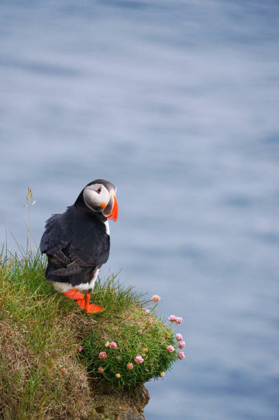 istock Atlantic Puffin in Latrabjarg cliffs, Iceland. 826947018