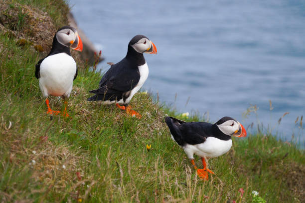 istock Atlantic Puffin in Latrabjarg cliffs, Iceland. 826947026