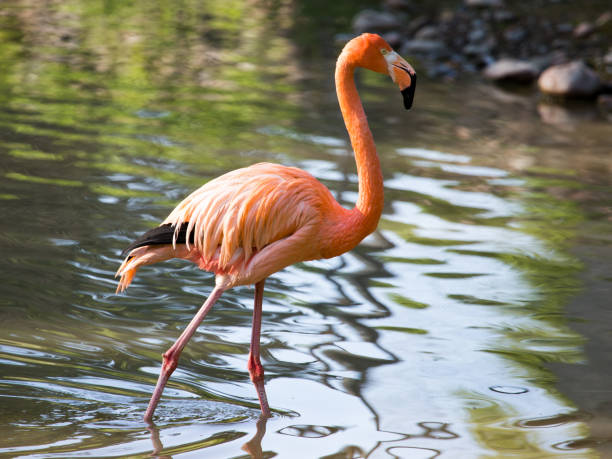 istock Pink flamingo on a pond in nature 826950892