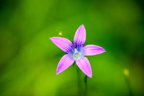 fairy bellflower