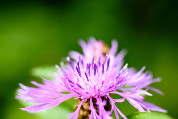 istock purple spring flowers on green background 826951022