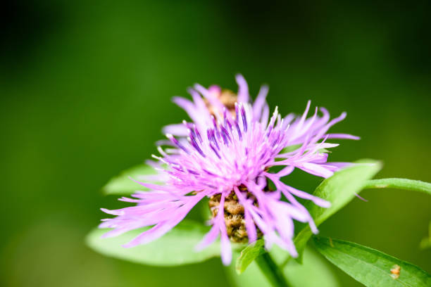 istock purple spring flowers on green background 826951034