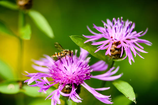 purple spring flowers on green background with shallow depth of field