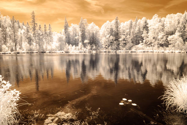 istock forest by the lake. infrared colored image 826951196