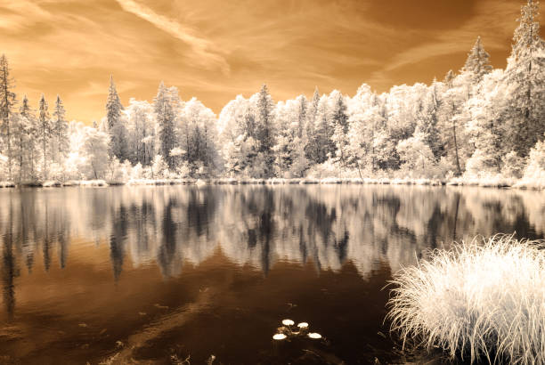 istock forest by the lake. infrared colored image 826951202