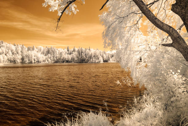 istock forest by the lake. infrared colored image 826951252
