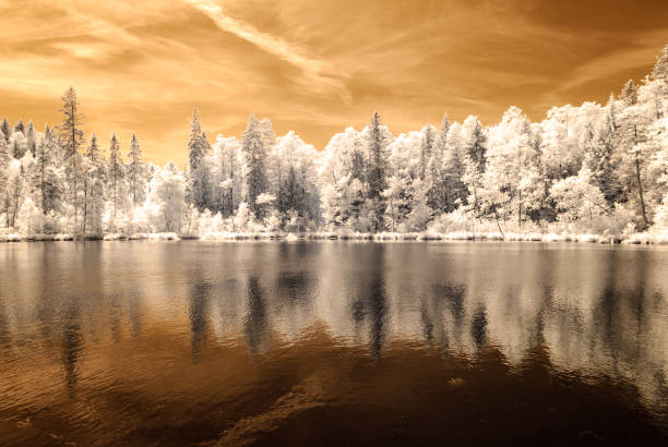 istock forest by the lake. infrared colored image 826951268
