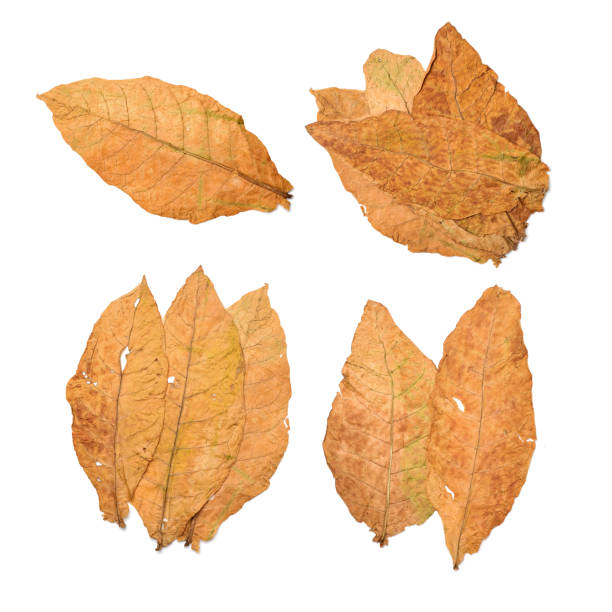 istock Dry leaf tobacco closeup on the white background 826951482