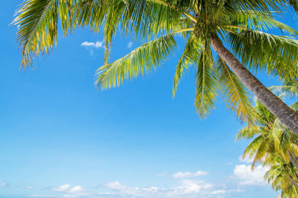 istock Coconut palm trees and blue sky background 826951982
