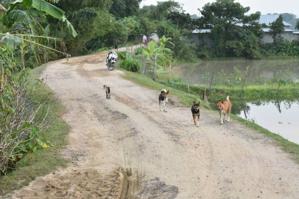istock Rural village road 826952170