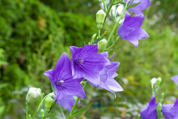 istock Bellflower blooming in summer garden is beautiful 826955420