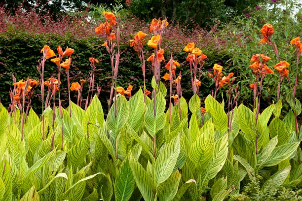 Beautiful leaf canna that blooms in summer.