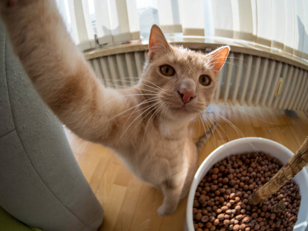 brown cat makling a selfie