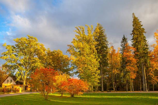 istock Bright autumn park. Fall time. Sunny day. 826959132