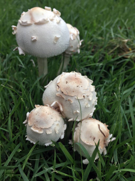 bud mushroom on the greensward. - detrimental imagens e fotografias de stock