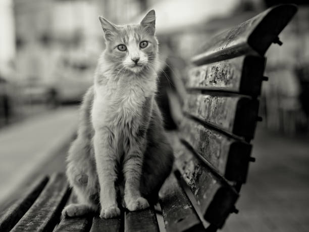 istock beautiful street cat on bench in Malta 826962346