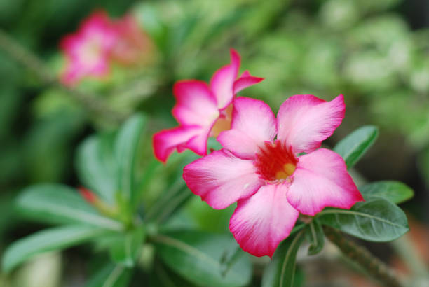 istock Pink frangipani flowers 826963496