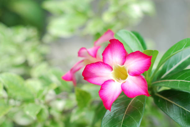 istock Pink frangipani flowers 826963498