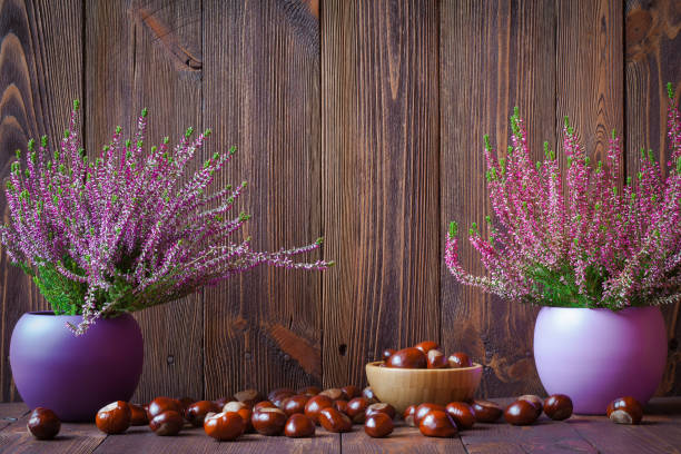 estufas en ollas de cerámica y las castañas de caballo sobre un fondo de tablas de madera oscuras - heath ceramics fotografías e imágenes de stock