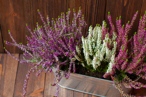 Close-up of heathers in a metal flowerpot on wooden boards