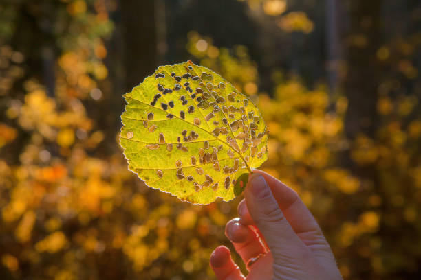 istock Female hand holding golden leaf. Sunny fall time blurred background. 826967020