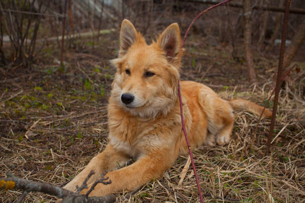 istock beautiful red big dog on green lawn 826967668