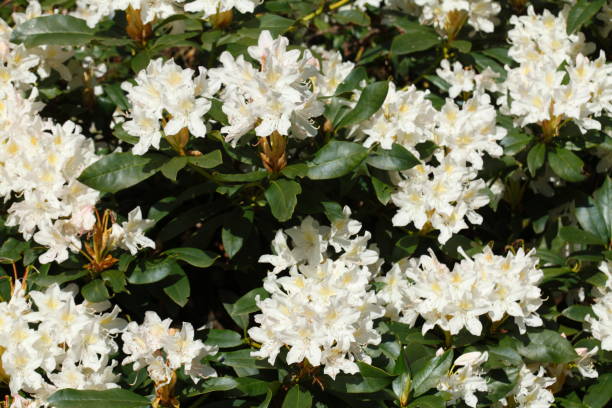 white rhododendron flowers stock photo