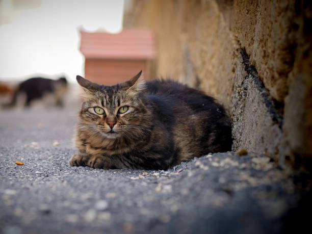 istock street cat in Valletta 826973314