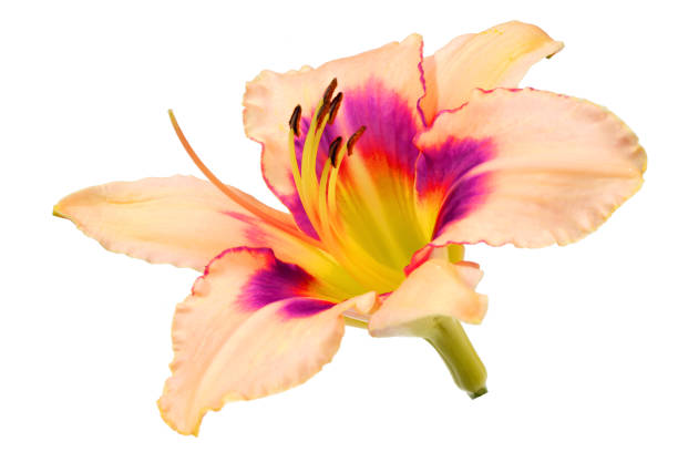 istock day lily flower isolated on white background 826973332