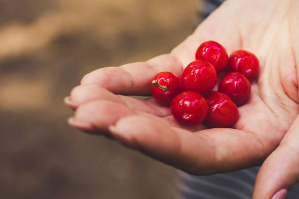 istock Wild cherries on the palm 826973842