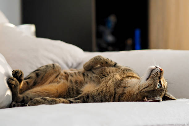 istock Savannah cat laying on bed 826974010