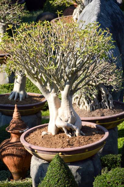 istock bonsai in nature garden 826977484