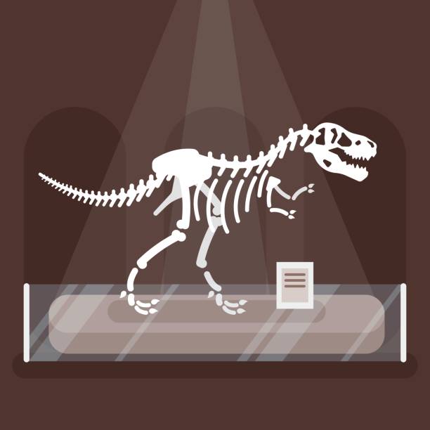 istock illustration of dinosaur skeleton in museum. 826977634