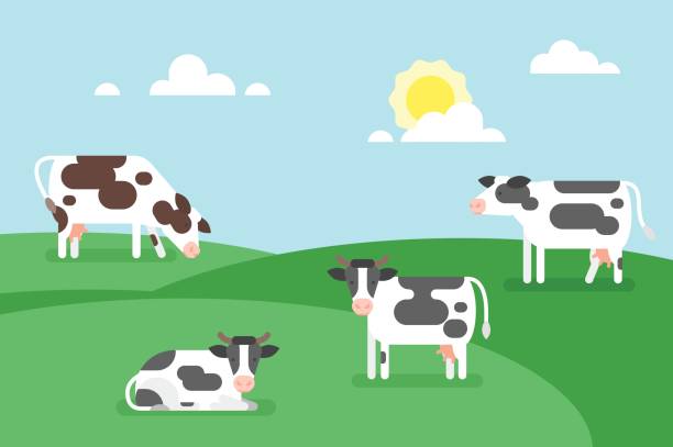 illustration of cows graze in a field. Vector flat style illustration of cows graze in a field. Good sunny day. Nature background. herd of cows stock illustrations