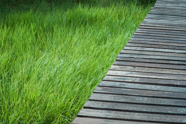 Wood walk way on green grass space for text