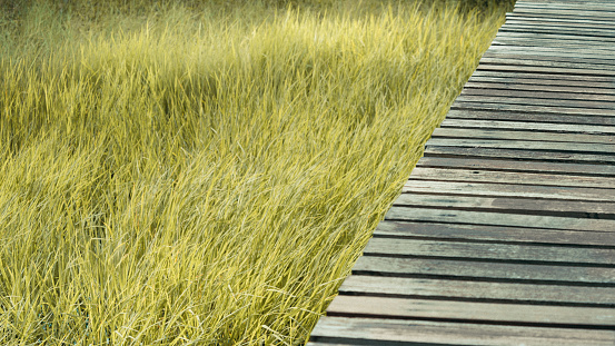 Wood walk way on green grass space for text